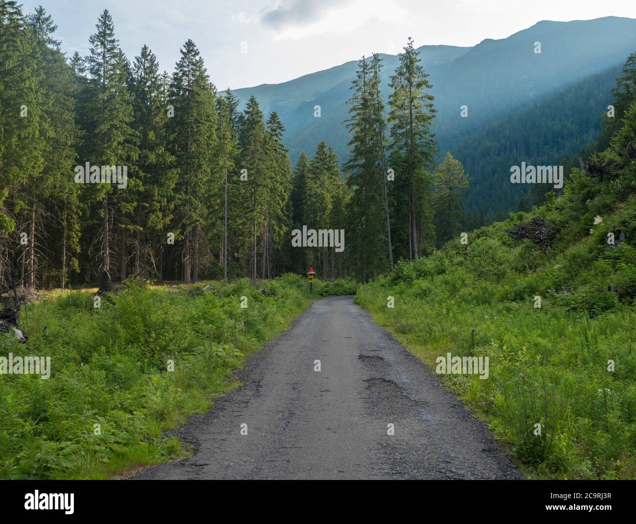 Footpath asphalt road from Ziarska dolina, beautiful nature with lush green grass, spruce trees and blue montain peaks. Western Tatras mountains Stock Photo