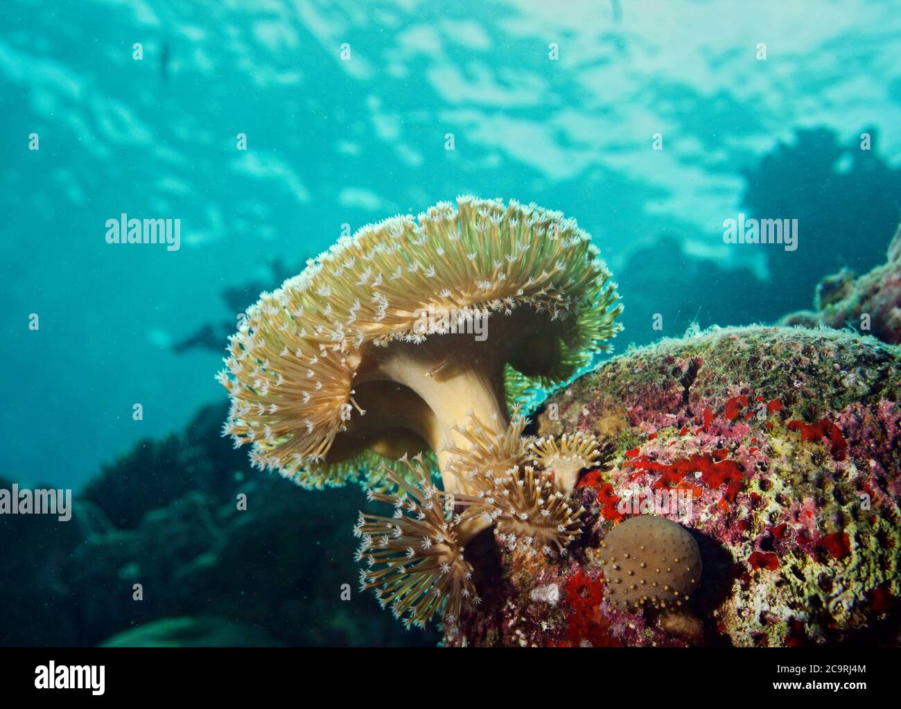 soft coral, Bathala island, Maldives Stock Photo