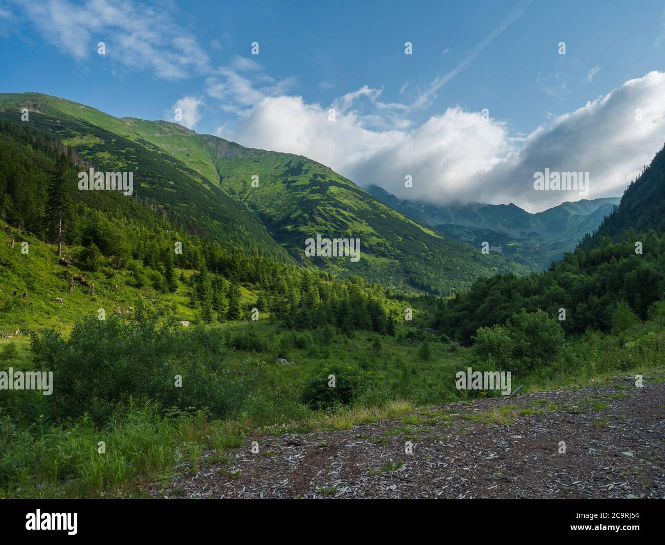 Beautiful mountain landscape with lush green grass, spruce trees, dwarf scrub pine and bald mountain peaks. Ziarska dolina, Western Tatras mountains Stock Photo