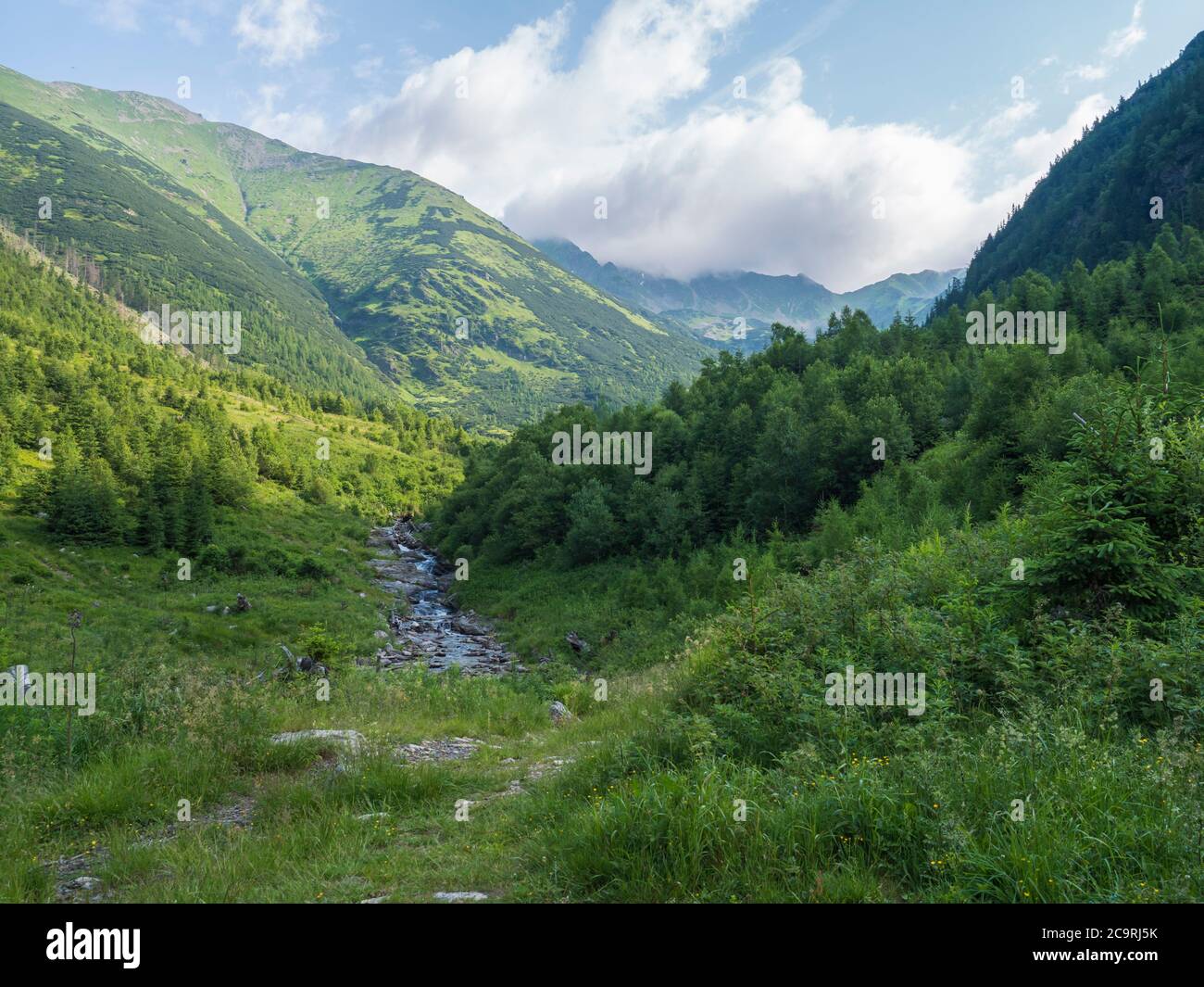 Beautiful mountain landscape with stream Smrecianka creek grass, spruce trees, dwarf scrub pine and mountain peaks. Ziarska dolina, Western Tatras Stock Photo