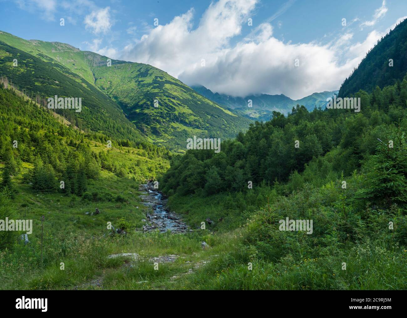 Beautiful mountain landscape with stream Smrecianka creek grass, spruce trees, dwarf scrub pine and mountain peaks. Ziarska dolina, Western Tatras Stock Photo