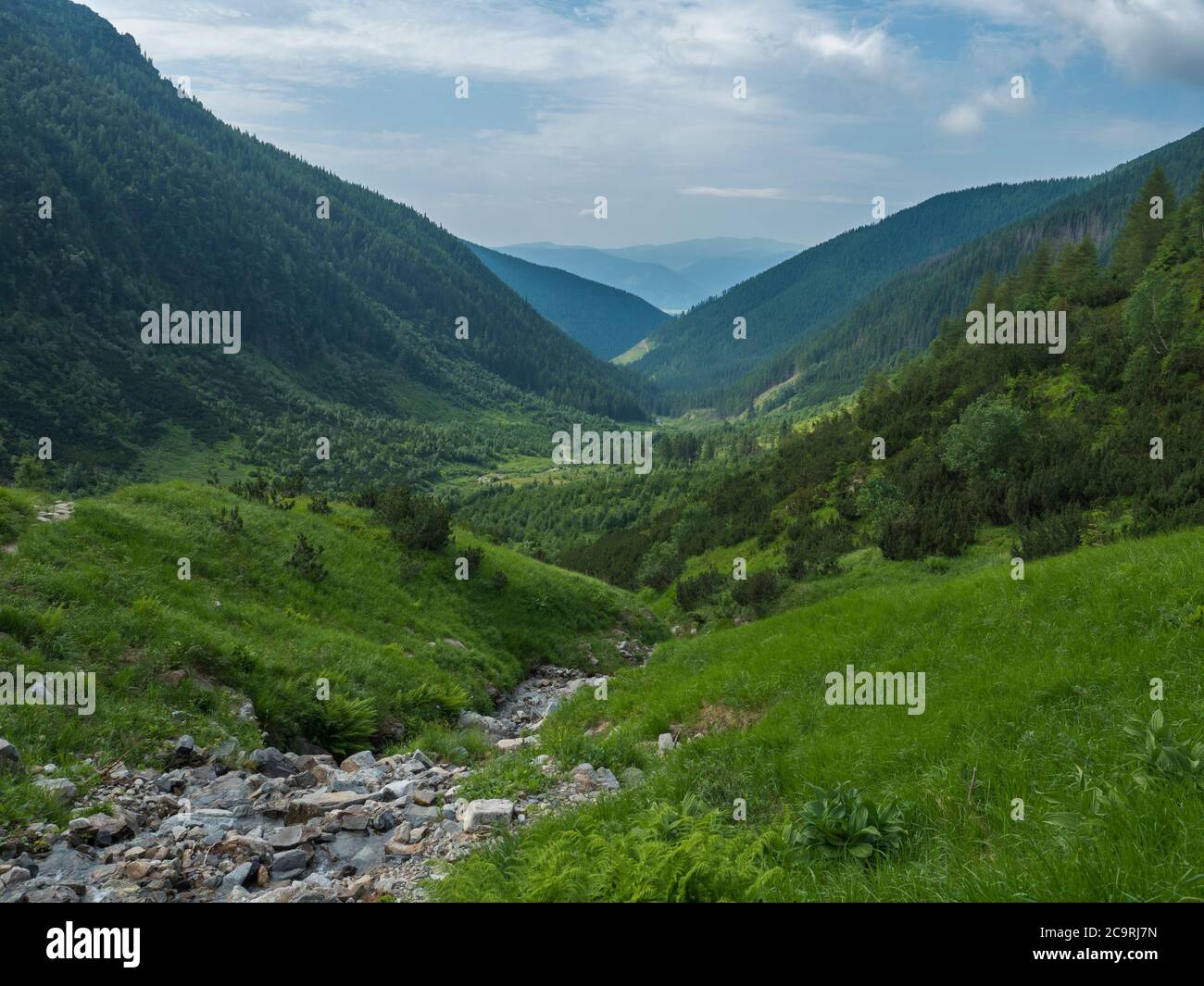 Beautiful mountain landscape with lush green grass, spruce trees, dwarf scrub pine and bald mountain peaks. Ziarska dolina, Western Tatras mountains Stock Photo