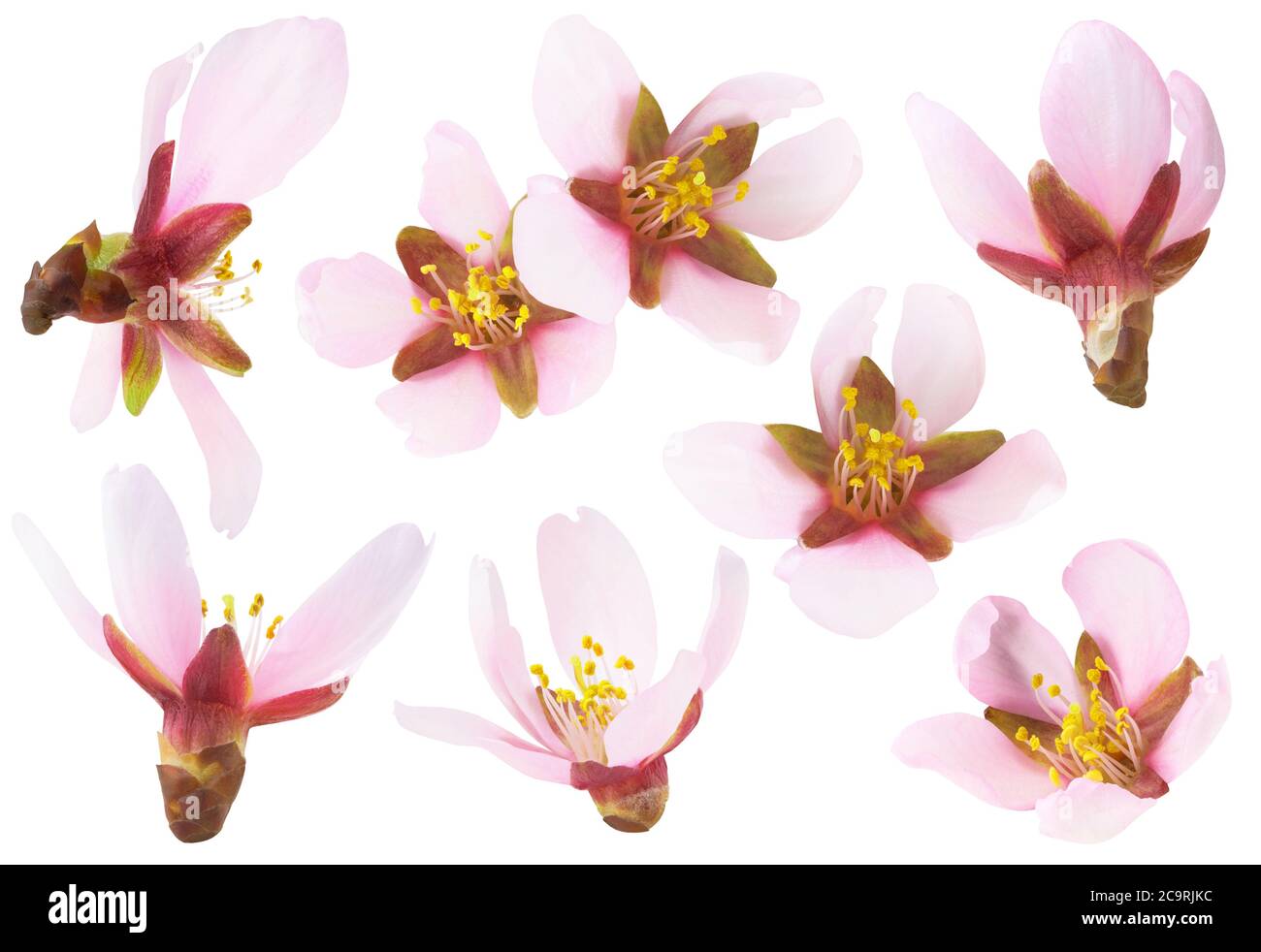 Isolated almond flowers. Collection of pink almond tree blossoms of different shapes isolated on white background Stock Photo