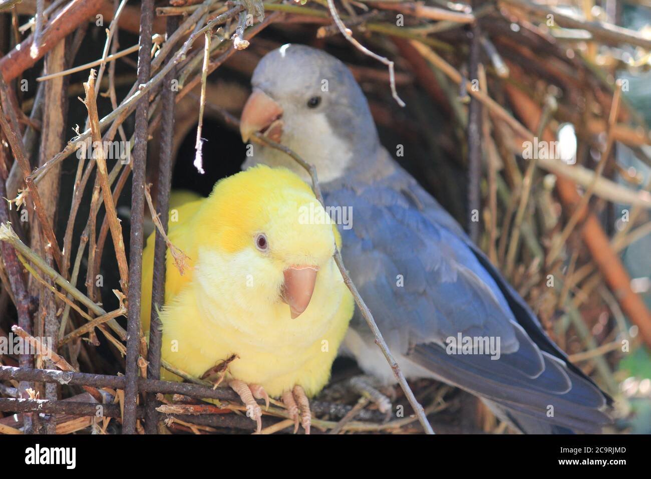 Budgerigar Stock Photo