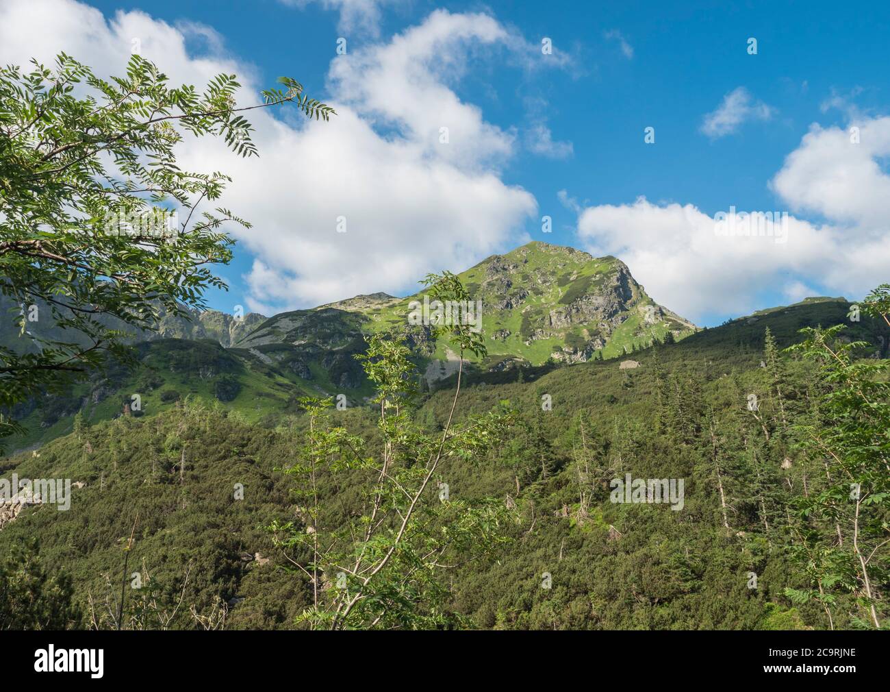 Beautiful mountain landscape with rowen and spruce trees, dwarf scrub pine and sharp green grassy mountain peak. Western Tatras mountains, Rohace Stock Photo