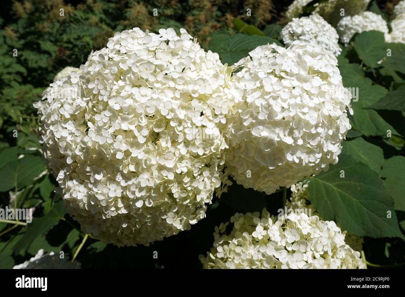 Hydrangea white garden hi-res stock photography and images - Alamy