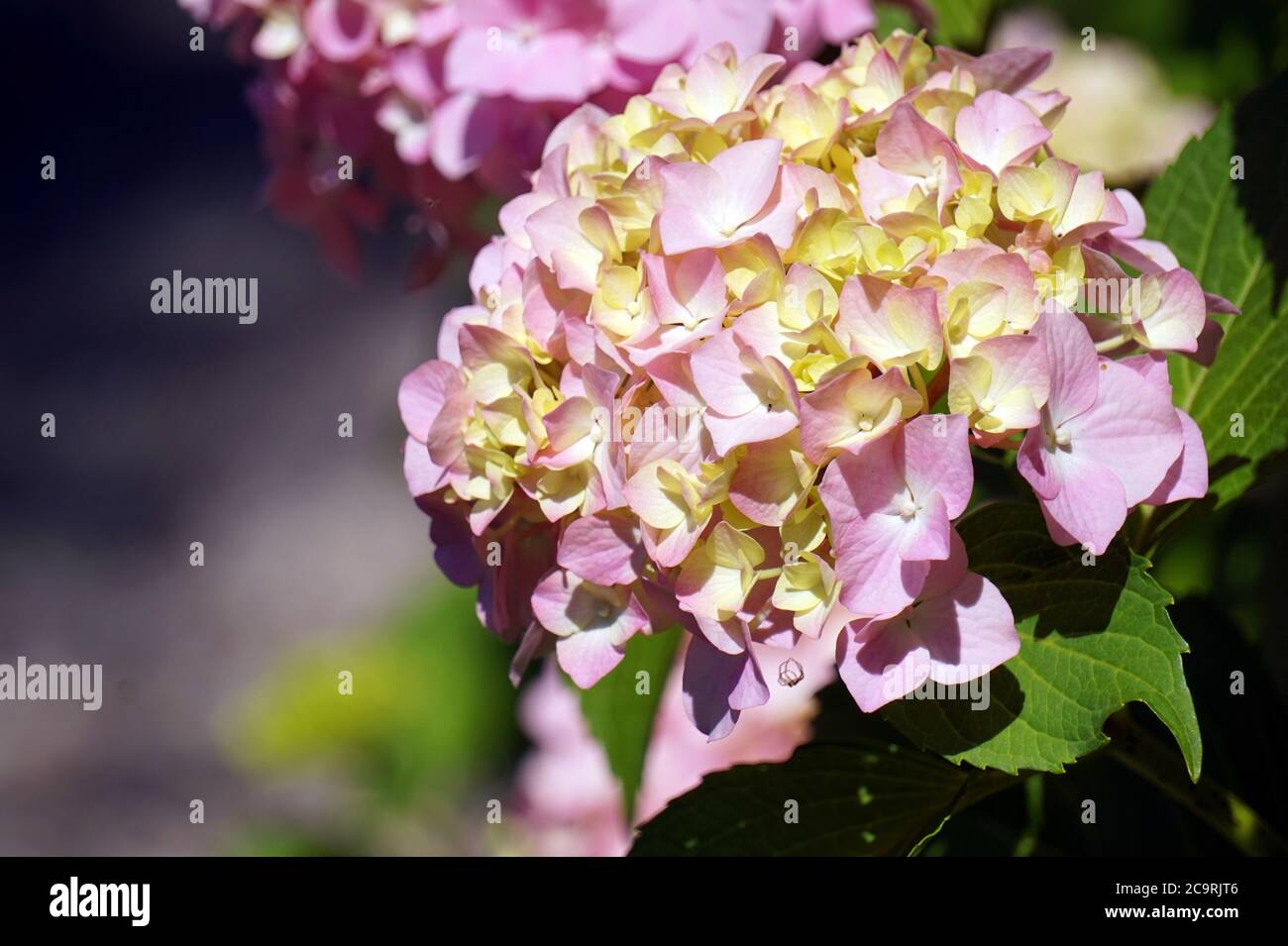 Pink hydrangea flowers in garden Stock Photo - Alamy