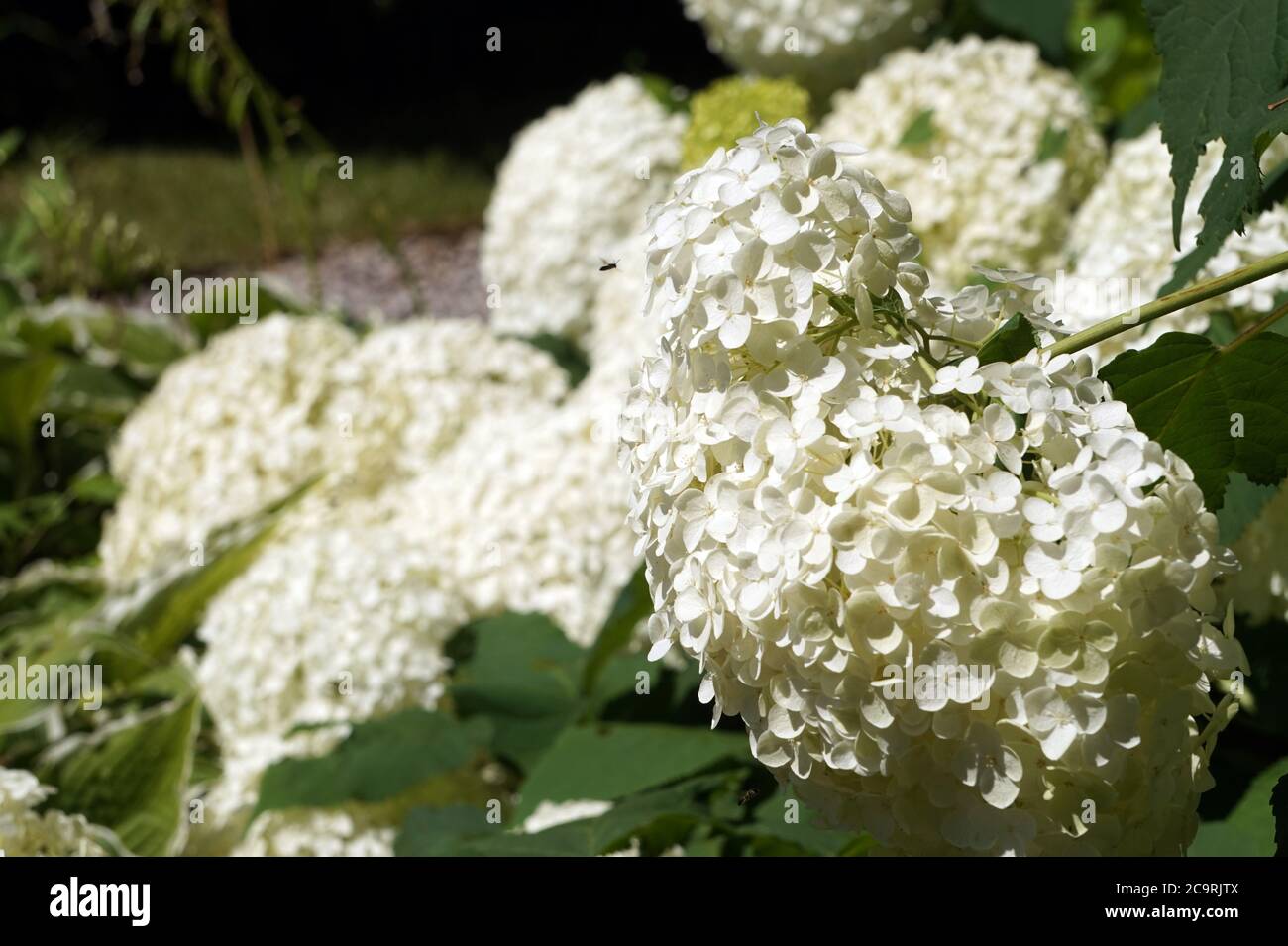 Hydrangea white garden hi-res stock photography and images - Alamy