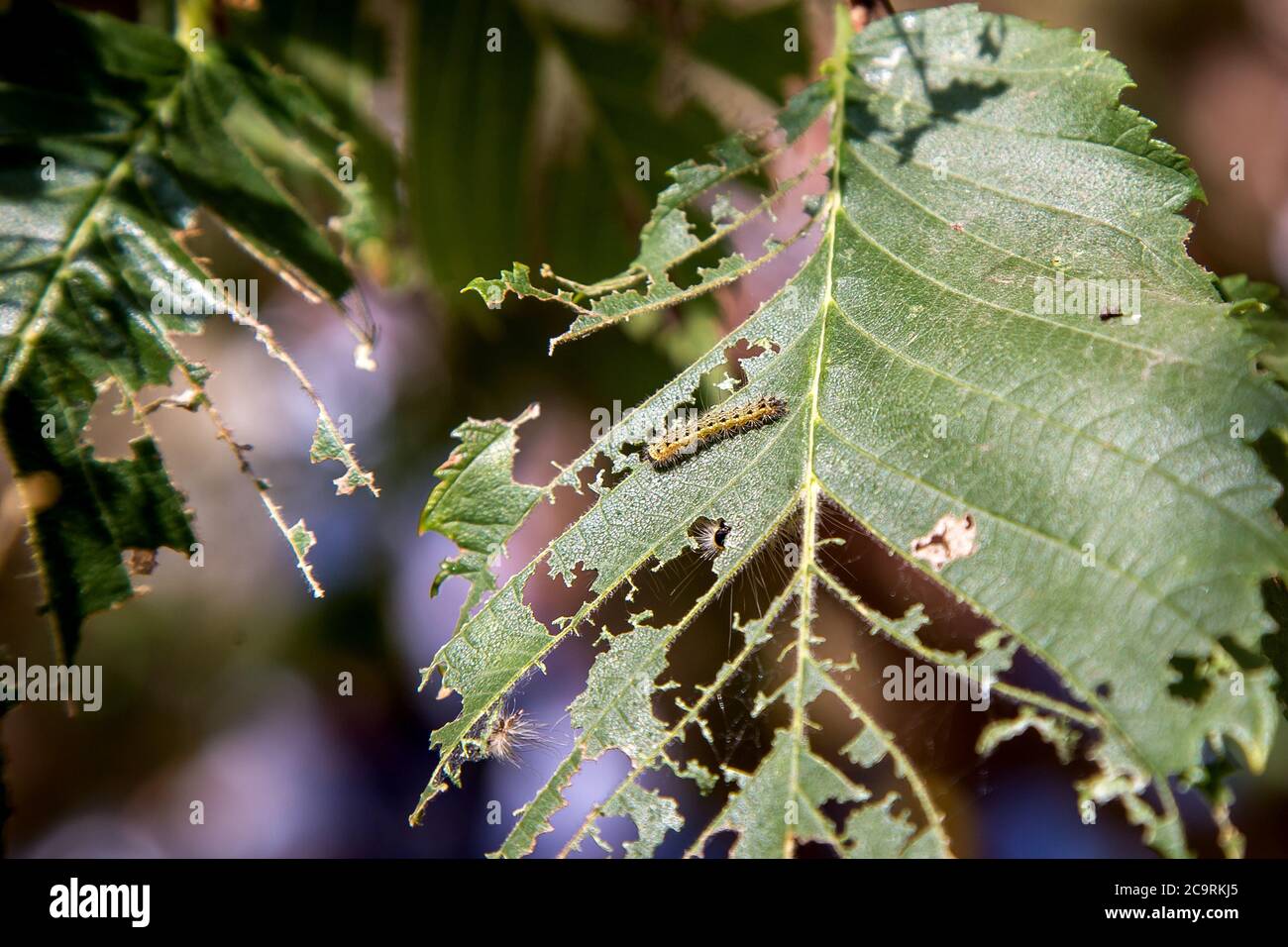 Caterpillar on green leaves of tree, leaves eaten by caterpillars Stock