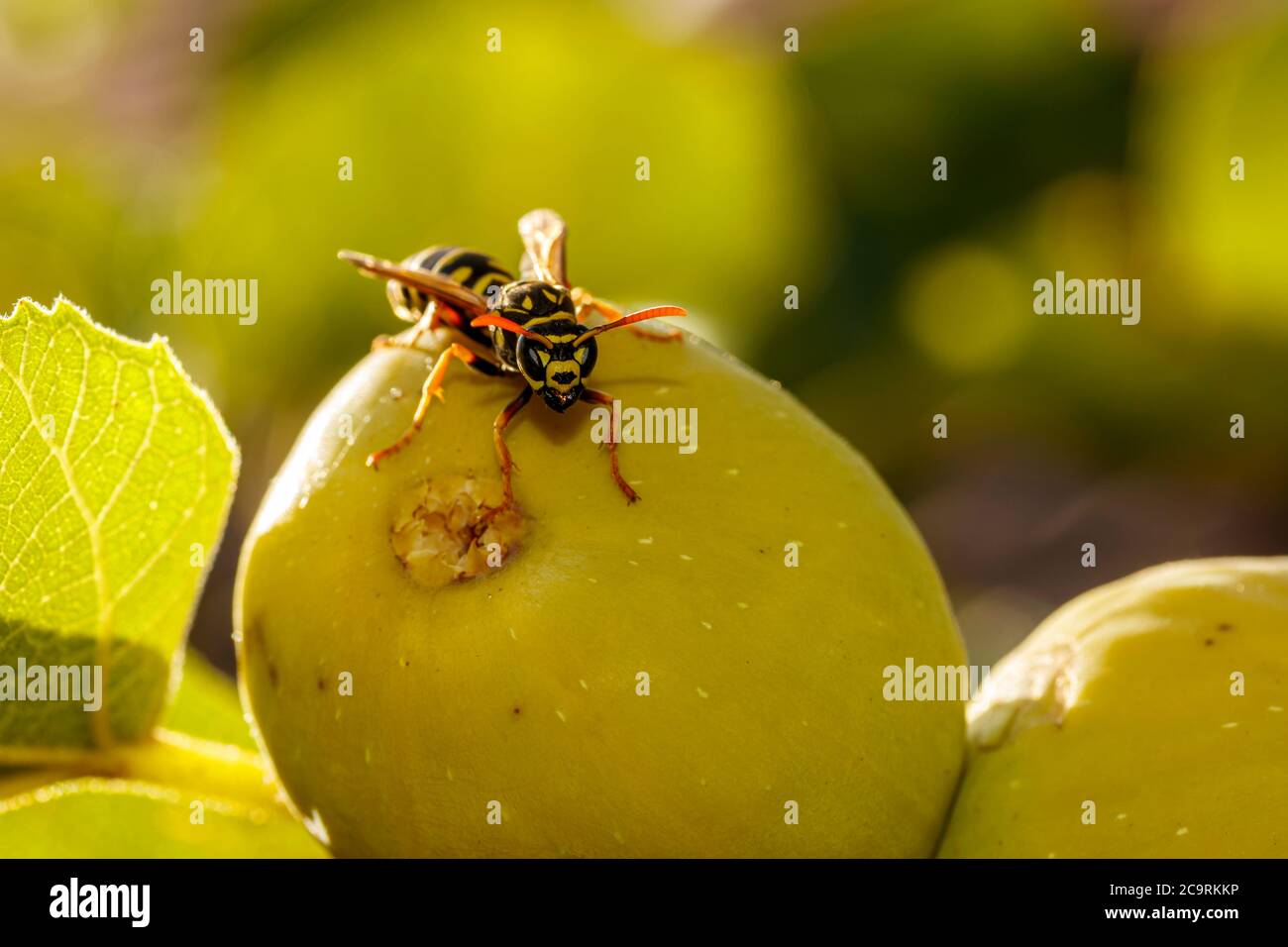 Fig wasp hires stock photography and images Alamy