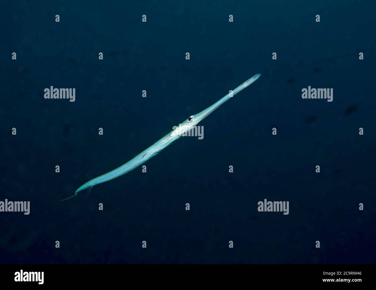 Smooth Flutemouth, Fistularia commersonii, Bathala island, Maldives