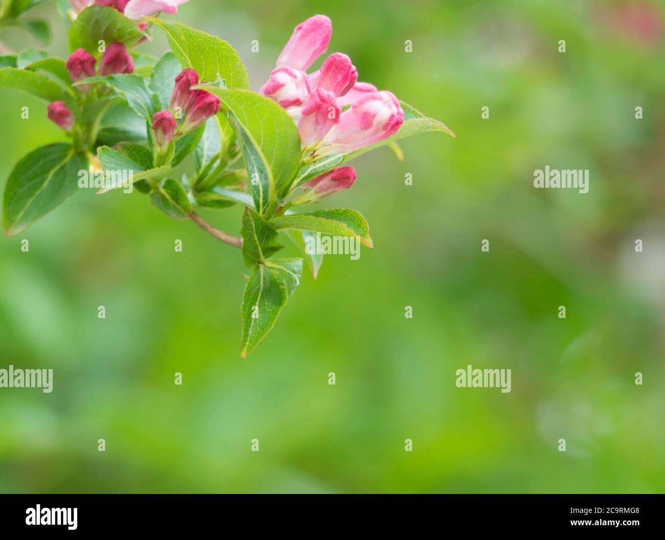 Close up pink Blossoming weigela flower with green leaves in spring, selective focus, natural floral background frame, copy space Stock Photo