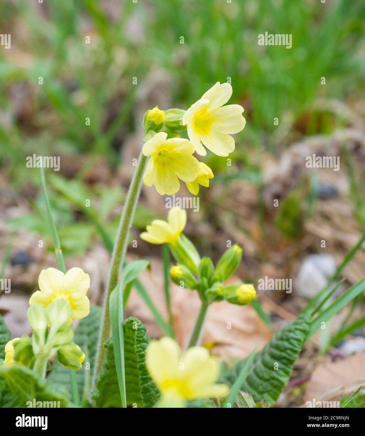 close up yellow primrose Primula vulgaris flowers in grass, spring floral background, selective focus Stock Photo