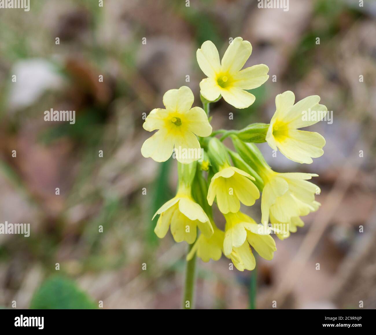 close up yellow primrose Primula vulgaris flowers in grass, spring floral background, selective focus Stock Photo
