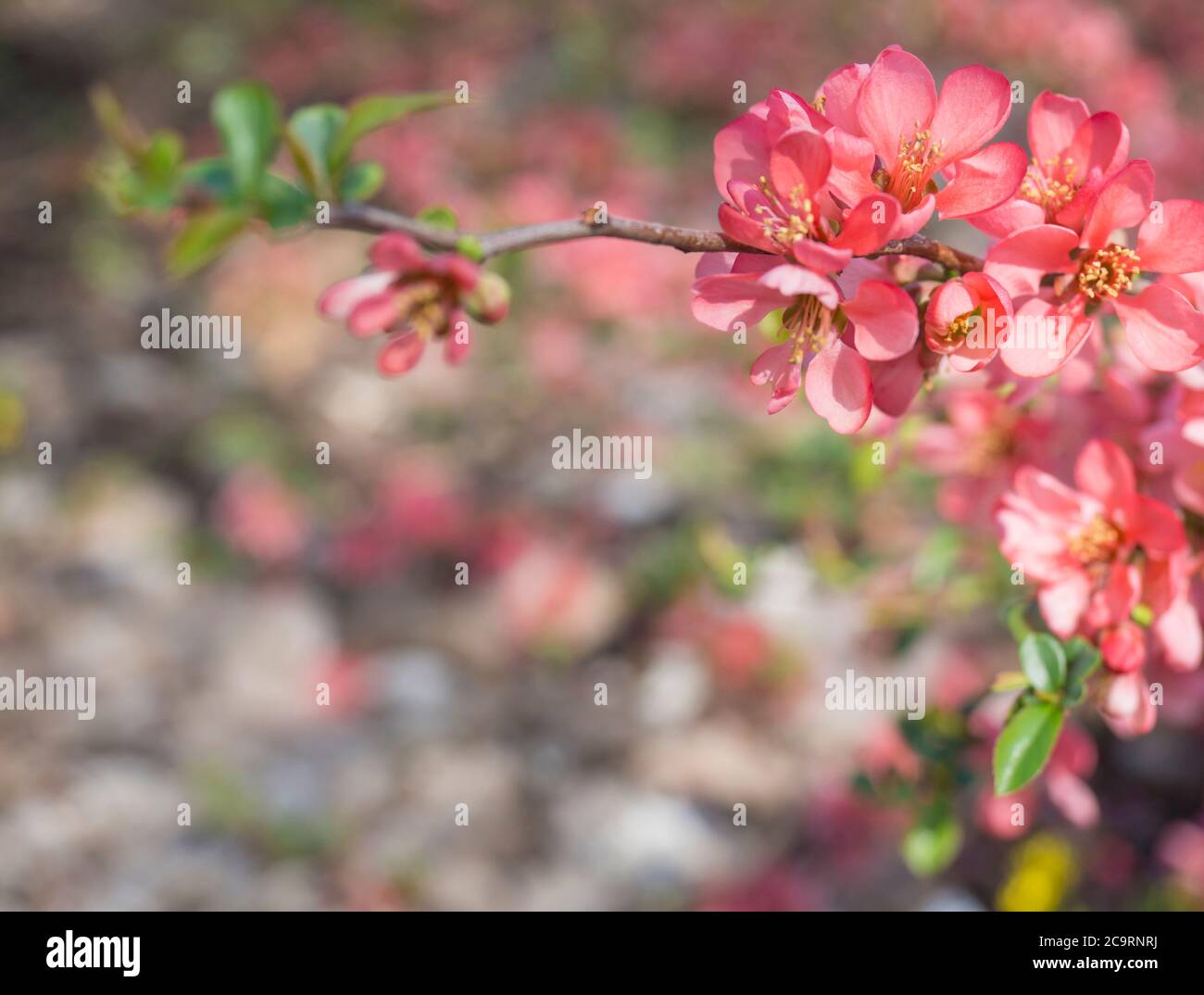 close up blooming red Chaenomeles flower, flowering Japanese quince, selective focus, floral natural background frame, copy space Stock Photo