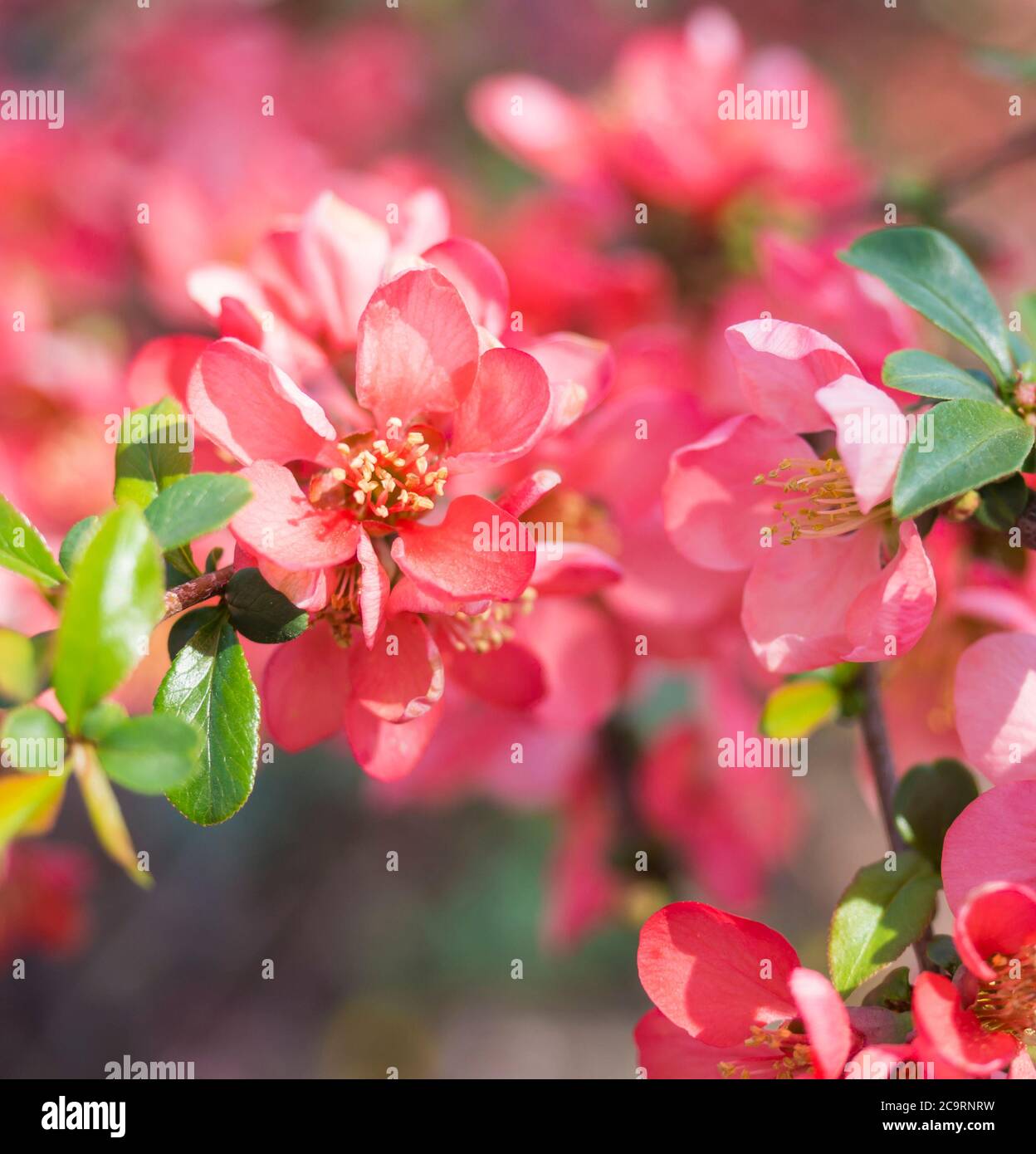 close up blooming red Chaenomeles flower, flowering Japanese quince, selective focus, floral natural background frame, copy space Stock Photo