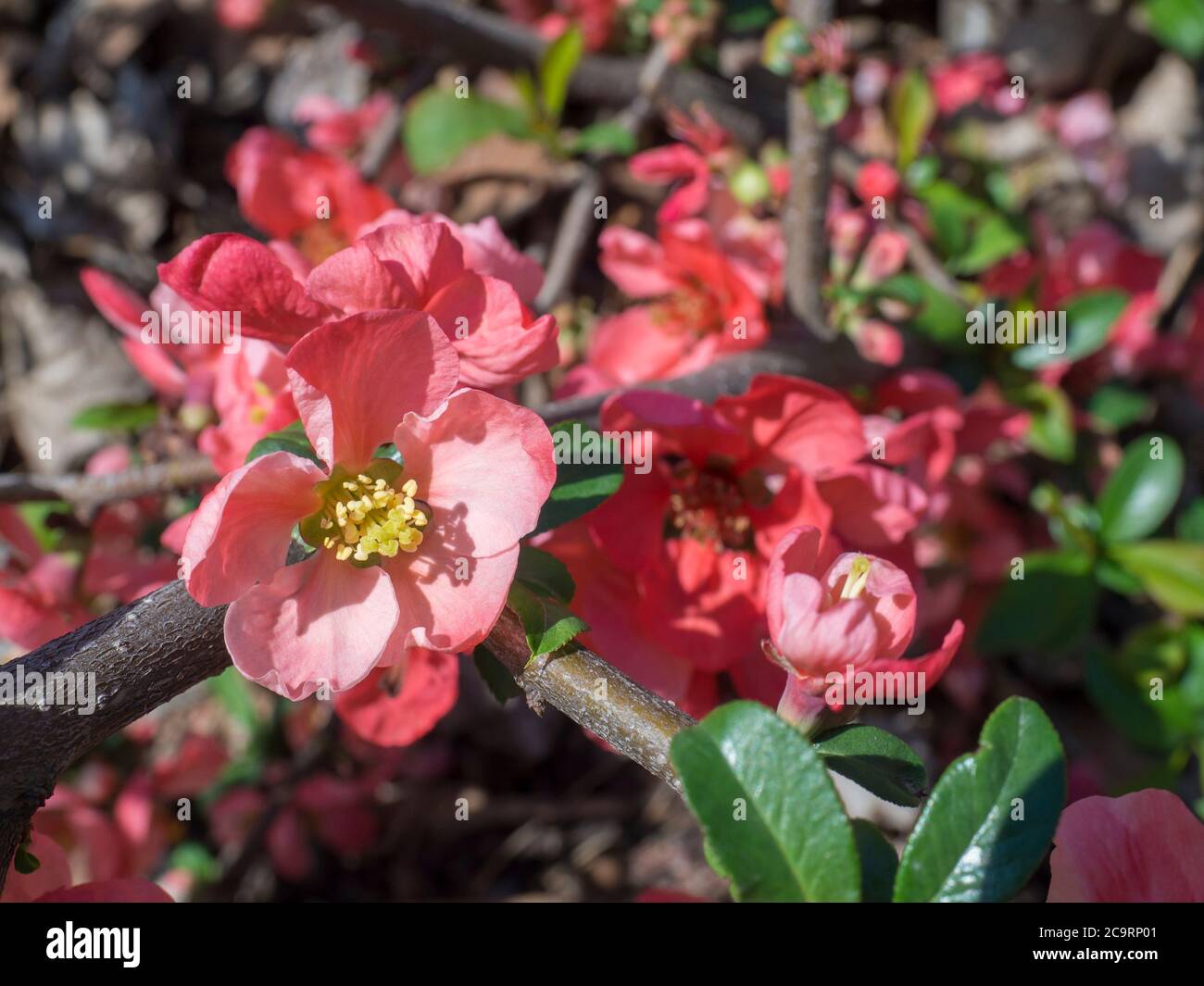 close up blooming red Chaenomeles flower, flowering Japanese quince, selective focus, floral natural background Stock Photo