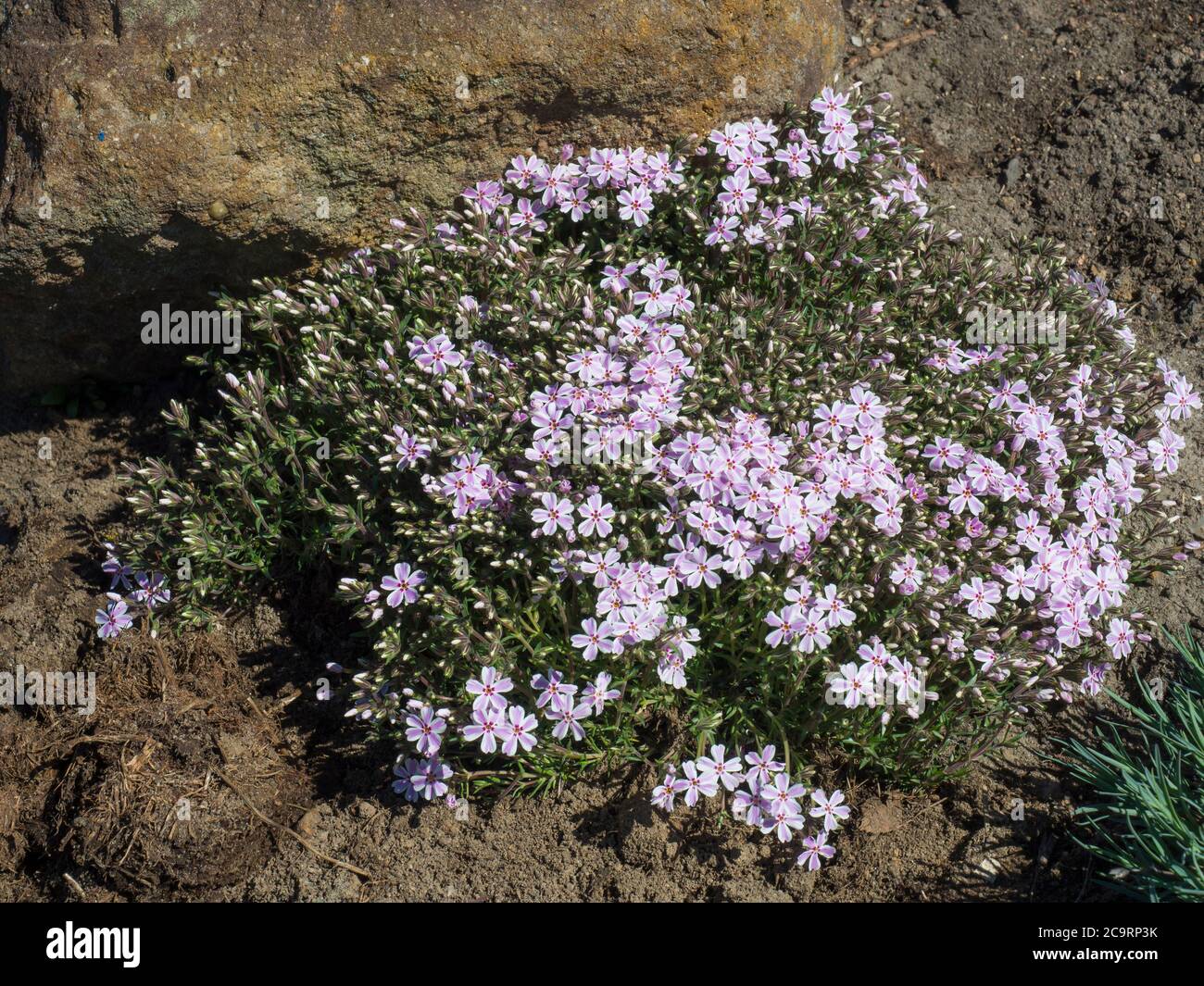 Blooming pink Phlox subulata, Candy Stripes Creeping Alpine Moss Phlox in a perennial rock garden Stock Photo