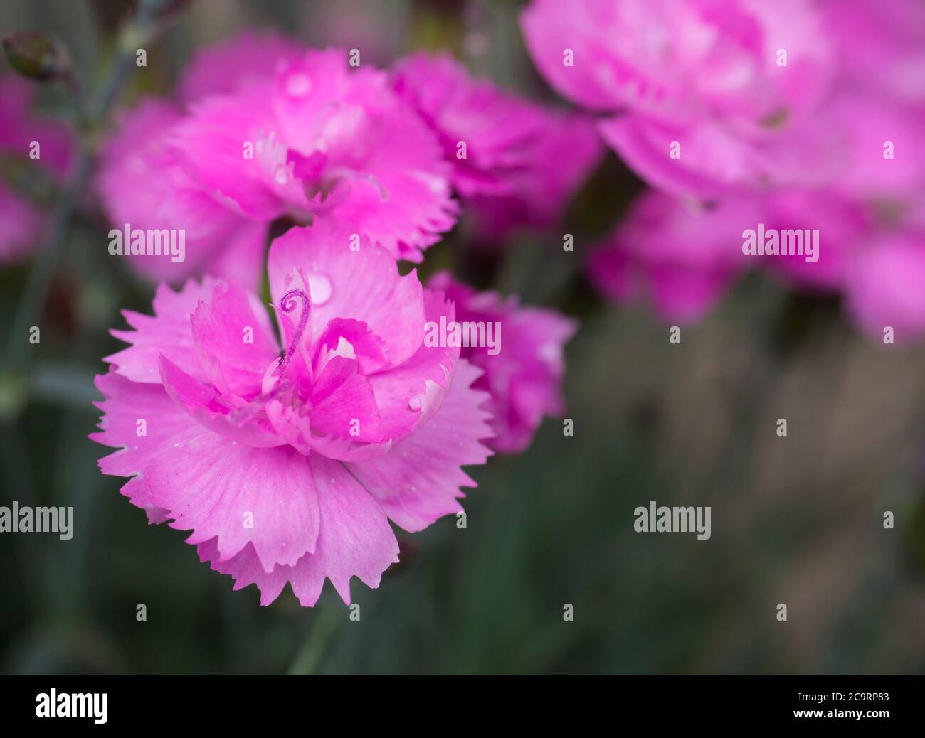 Close-up blooming carnation glory flower Dianthus caryophyllus, clove pink, species of Dianthus deltoides, vibrant color bokeh floral background Stock Photo