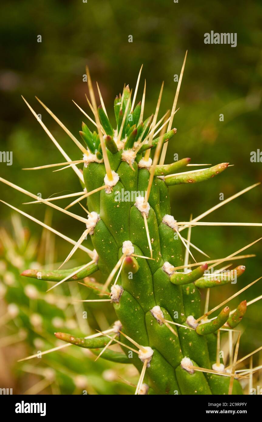 Close-up view of Eve’s pin (Austrocylindropuntia subulata) cactus spines and buds, an invasive specie in the mediterranean (Majorca, Spain) Stock Photo