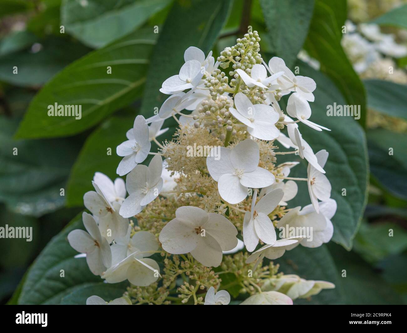 blooming perfect white flower Hydrangea quercifolia Stock Photo