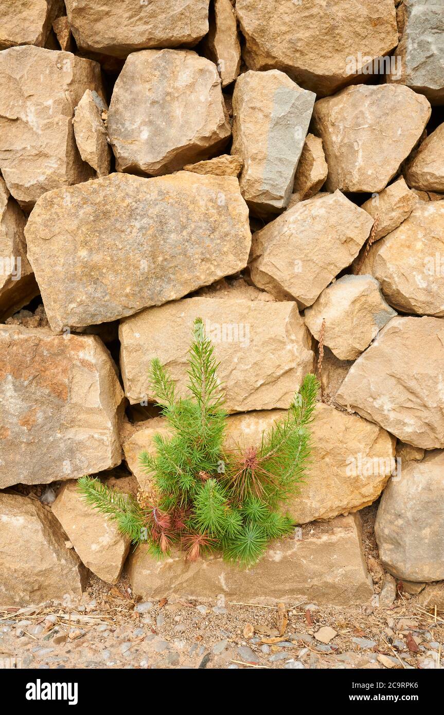 A small pine tree growing from a dry stone wall, a traditional construction in the mediterranean (Majorca, Balearic Islands, Mediterranean Sea, Spain) Stock Photo