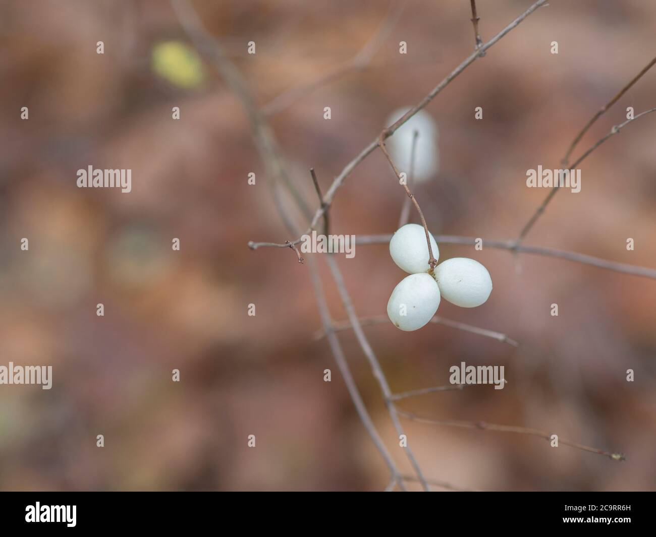 close up white autumn berries Symphoricarpos albus common snowberry on twing with brown soft background Stock Photo