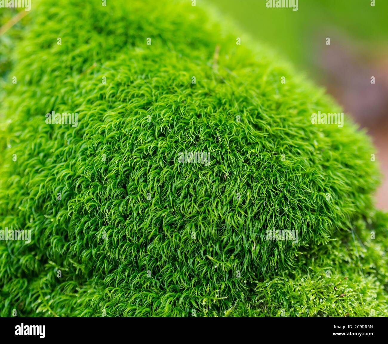 Forest green velvet texture hi-res stock photography and images - Alamy