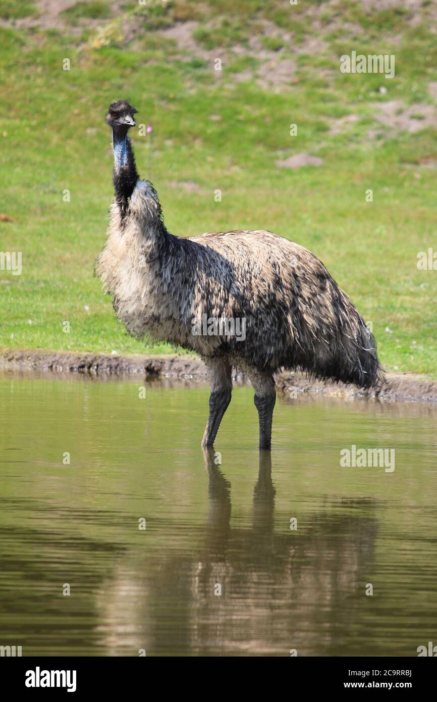 Emu in Overloon Zoo in the Netherlands Stock Photo