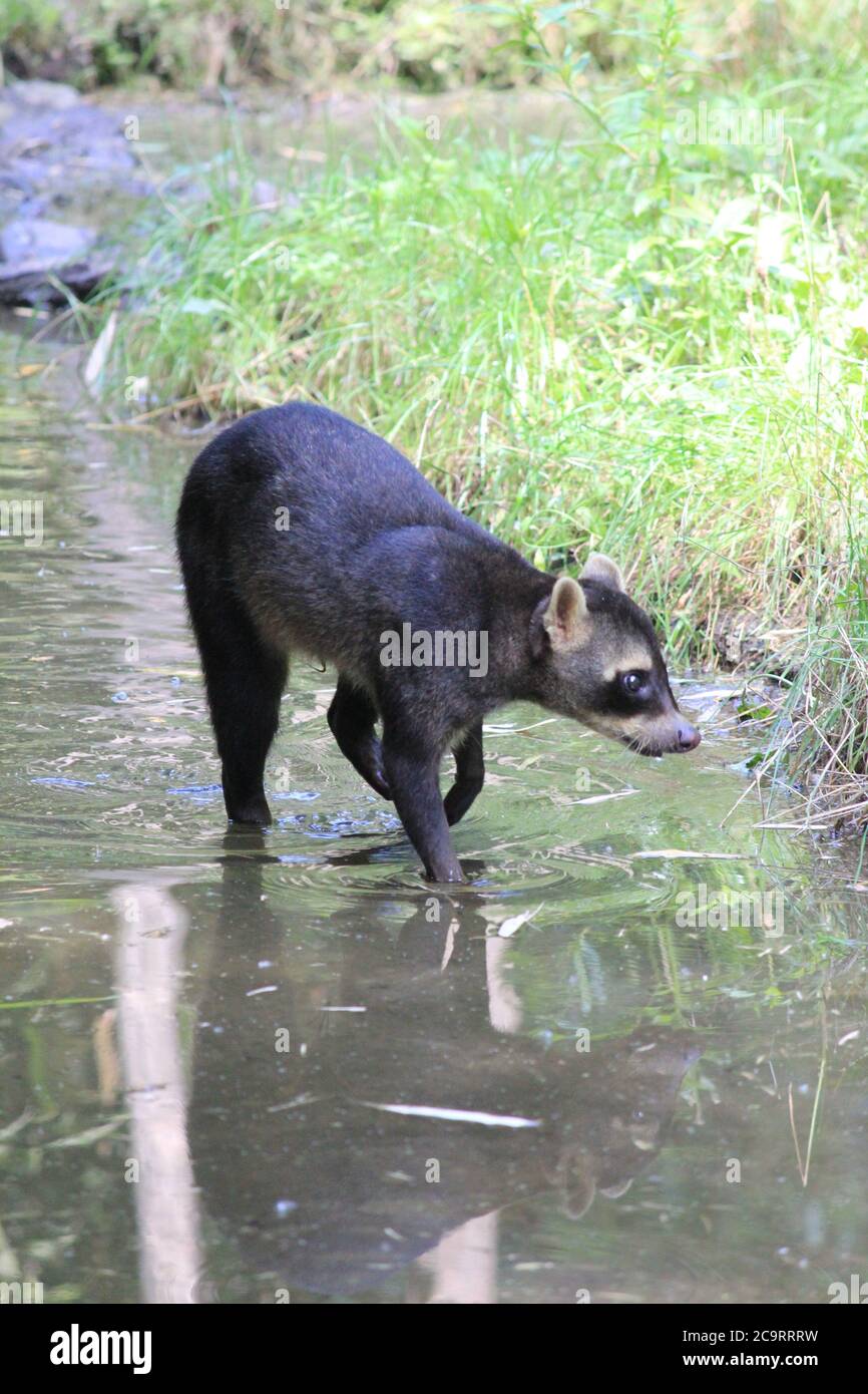 Species eats crabs hires stock photography and images Alamy