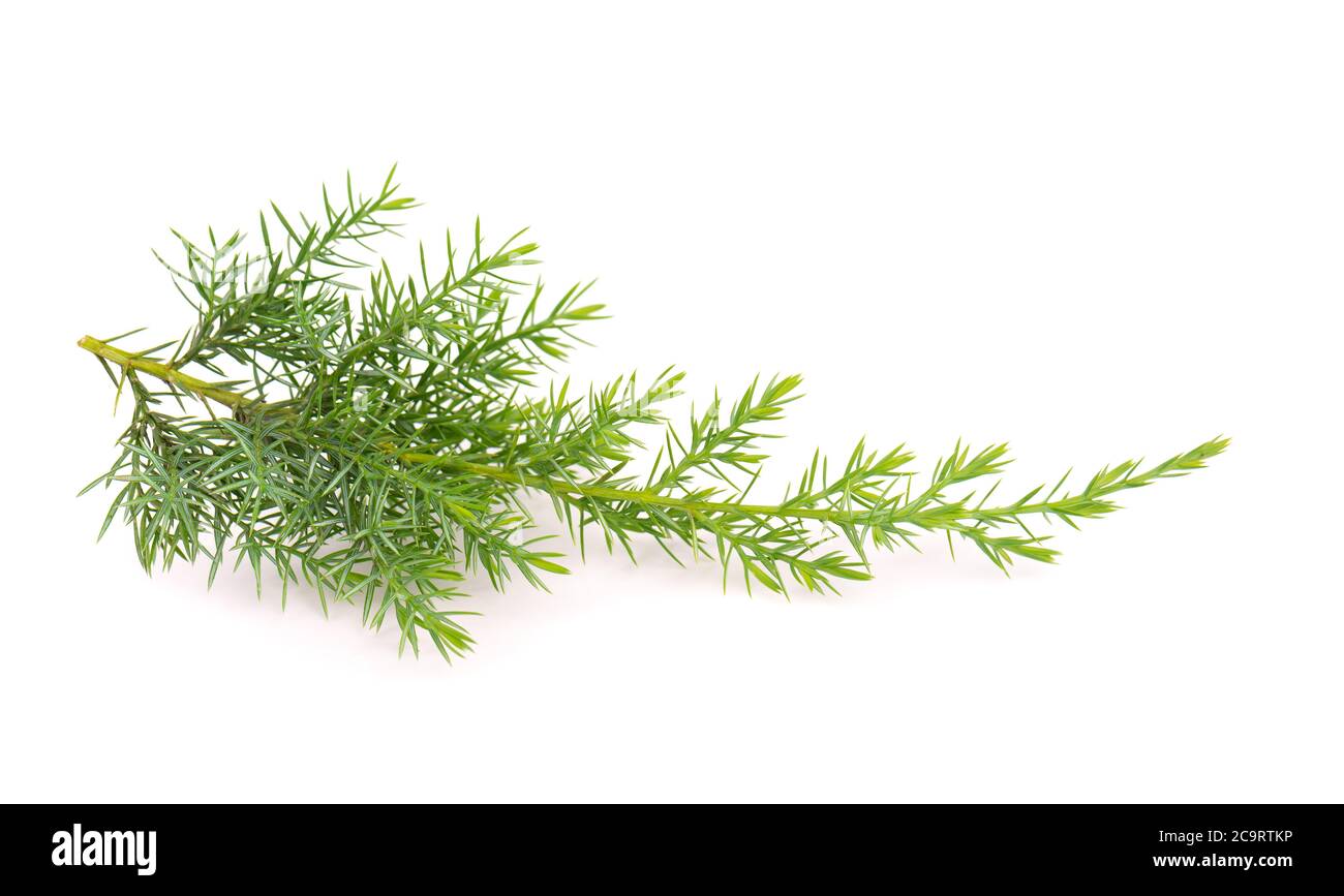 Juniper twig isolated on white background. Ornamental plants for landscape design. Stock Photo