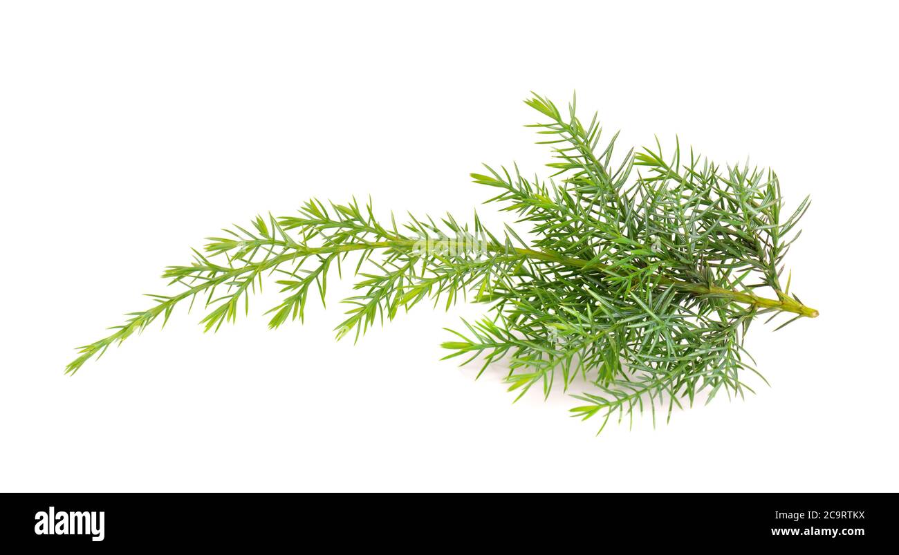 Juniper twig isolated on white background. Ornamental plants for landscape design. Stock Photo
