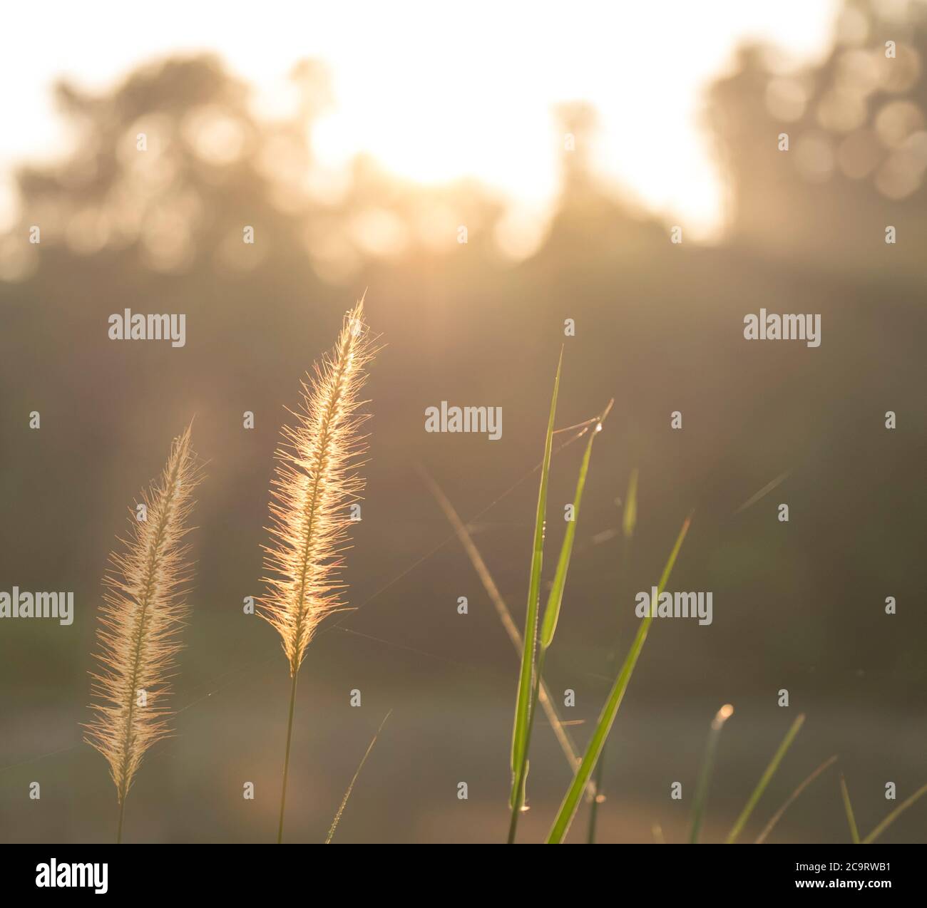 Wild grass during sunrise. Soft sun rays, warm toning, lens flare. Copy space Stock Photo