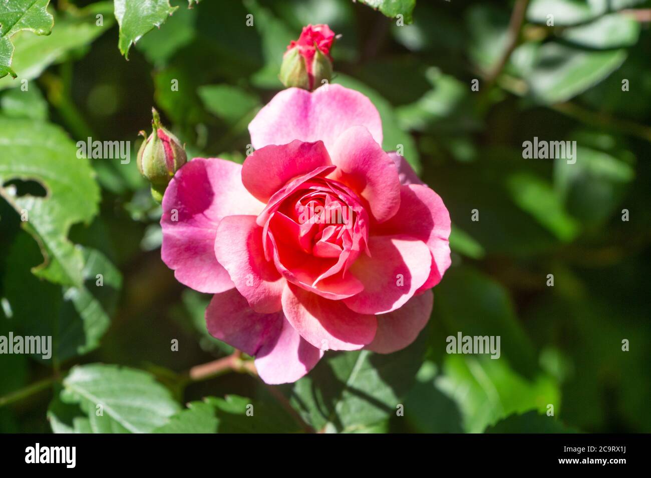 Pink rose in a garden during spring Stock Photo - Alamy