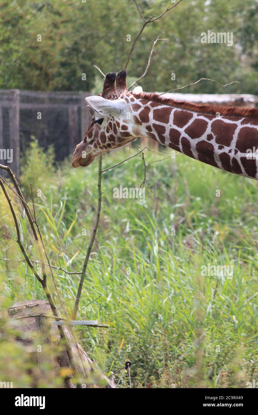 Giraffe in Overloon Zoo in the Netherlands Stock Photo