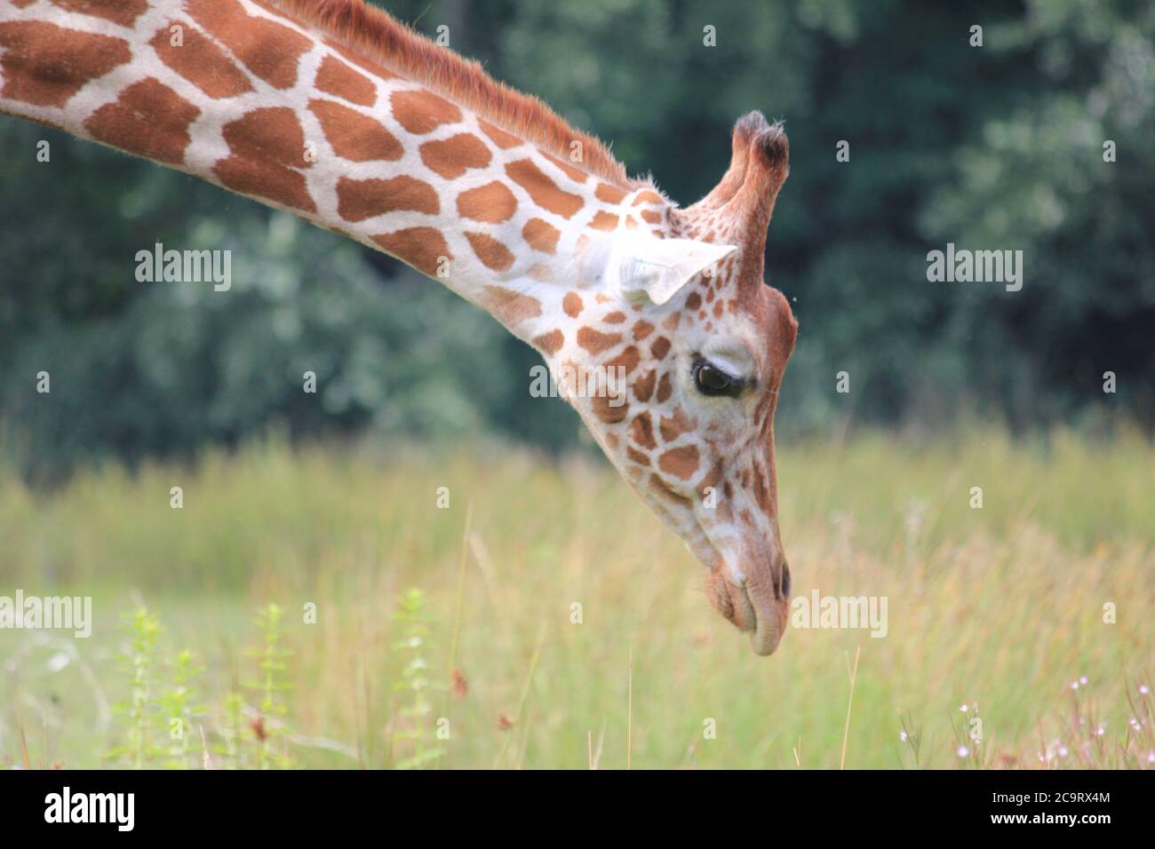 Giraffe in Overloon Zoo in the Netherlands Stock Photo