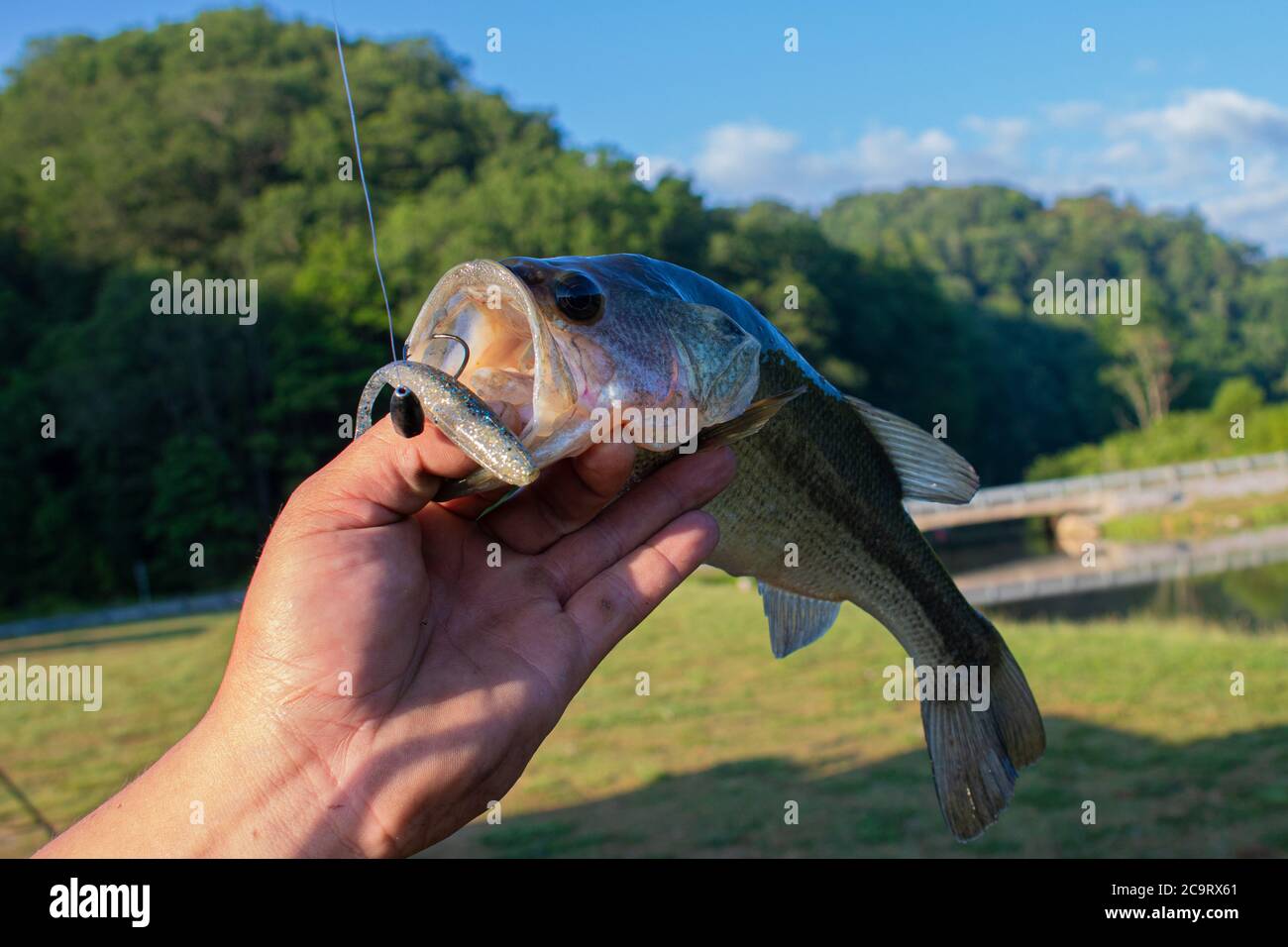 Largemouth Bass with swim bait lure hanging out of its mouth Stock