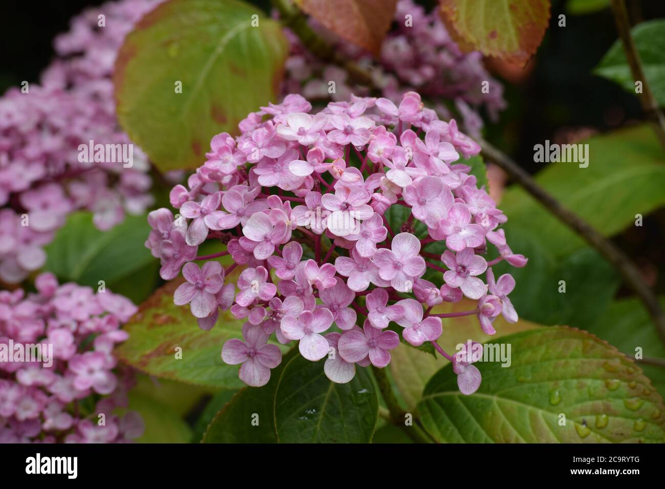 Pink hydregna in a garden in Ireland after the rain Stock Photo