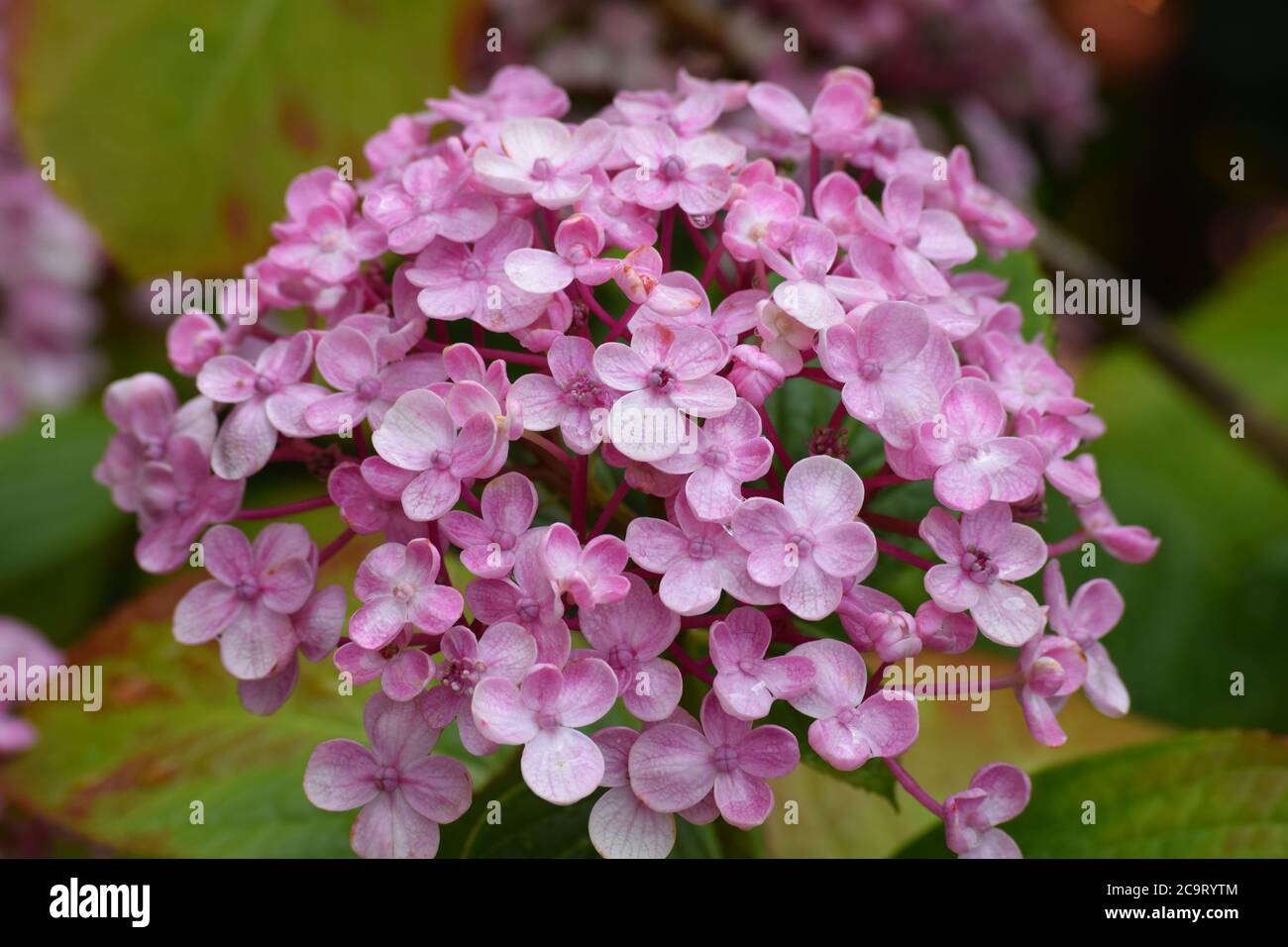 Pink hydregna in a garden in Ireland after the rain Stock Photo
