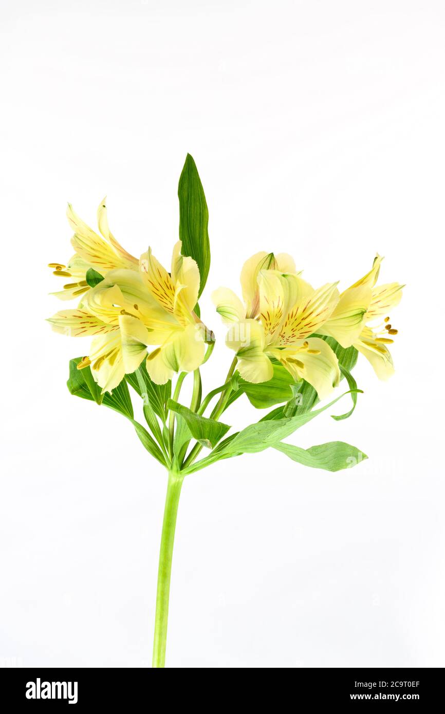 Yellow Alstroemeria flower photographed against a plain white background Stock Photo