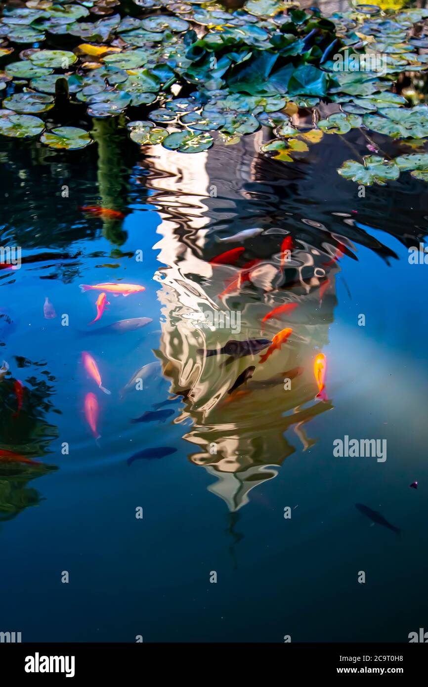 An abstract image  showing koi and gold fish swimming in a lily pond covered partly with water lilies. Reflection of a nearby historic tower in water Stock Photo