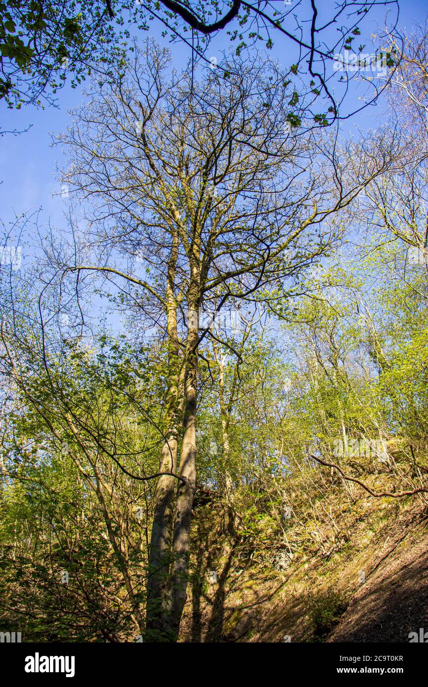 Landscape with sunlight in a natural English reserve in Dudley Stock Photo