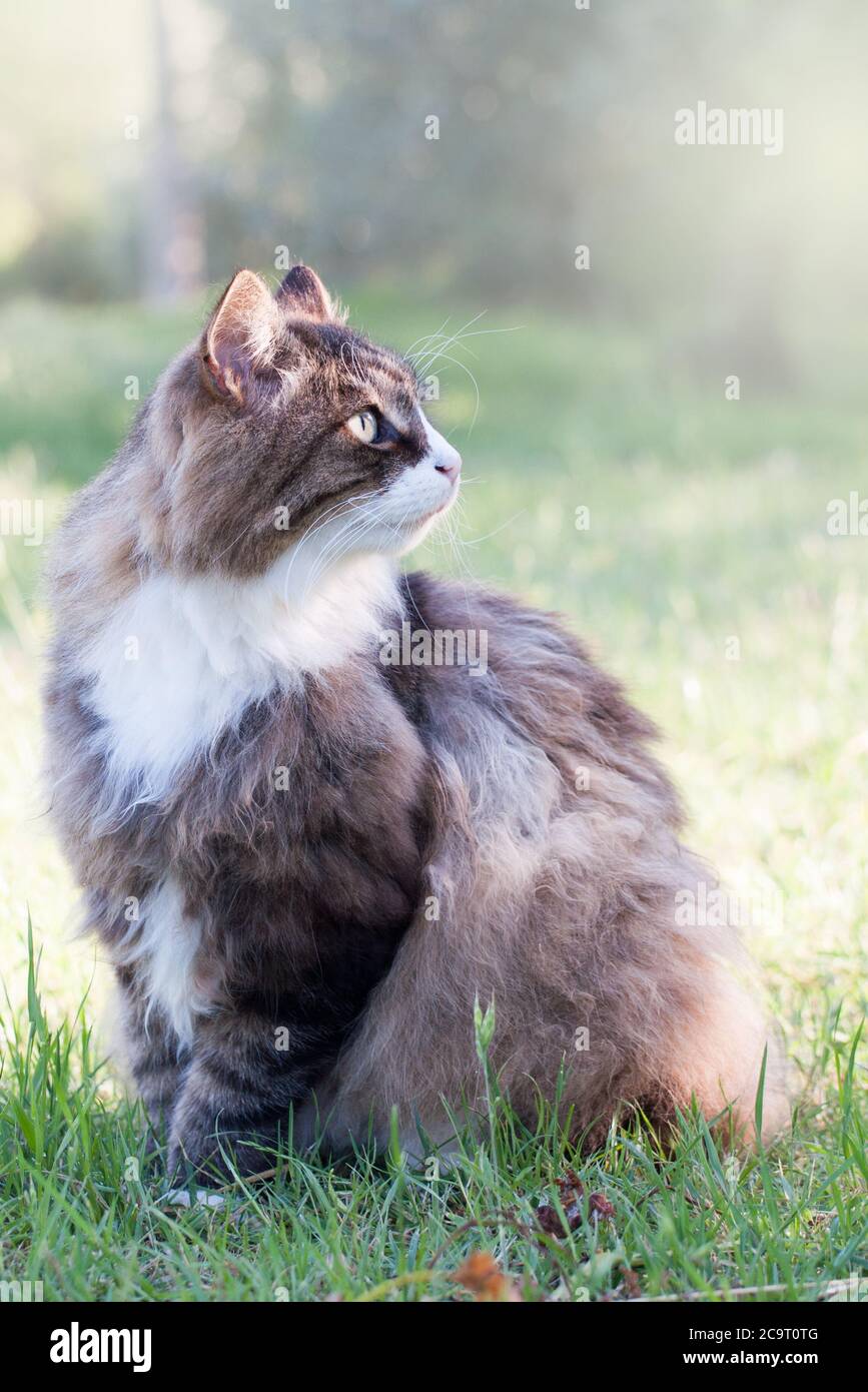 beautiful cat sitting on a grass looks back Stock Photo - Alamy