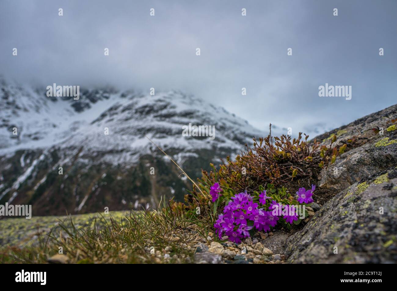 Flower alpine mountain granite hi-res stock photography and images - Alamy