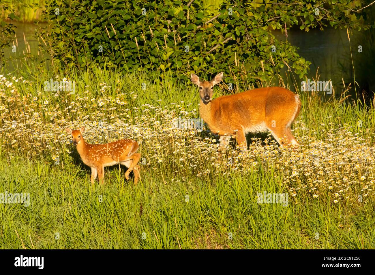 Deer with fawn, Kootenai National Wildlife Refuge, Idaho Stock Photo Alamy