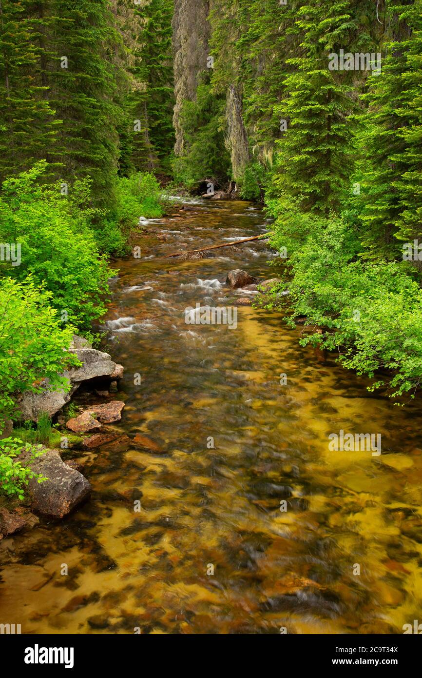Cow Creek Kaniksu National Forest Idaho Stock Photo Alamy
