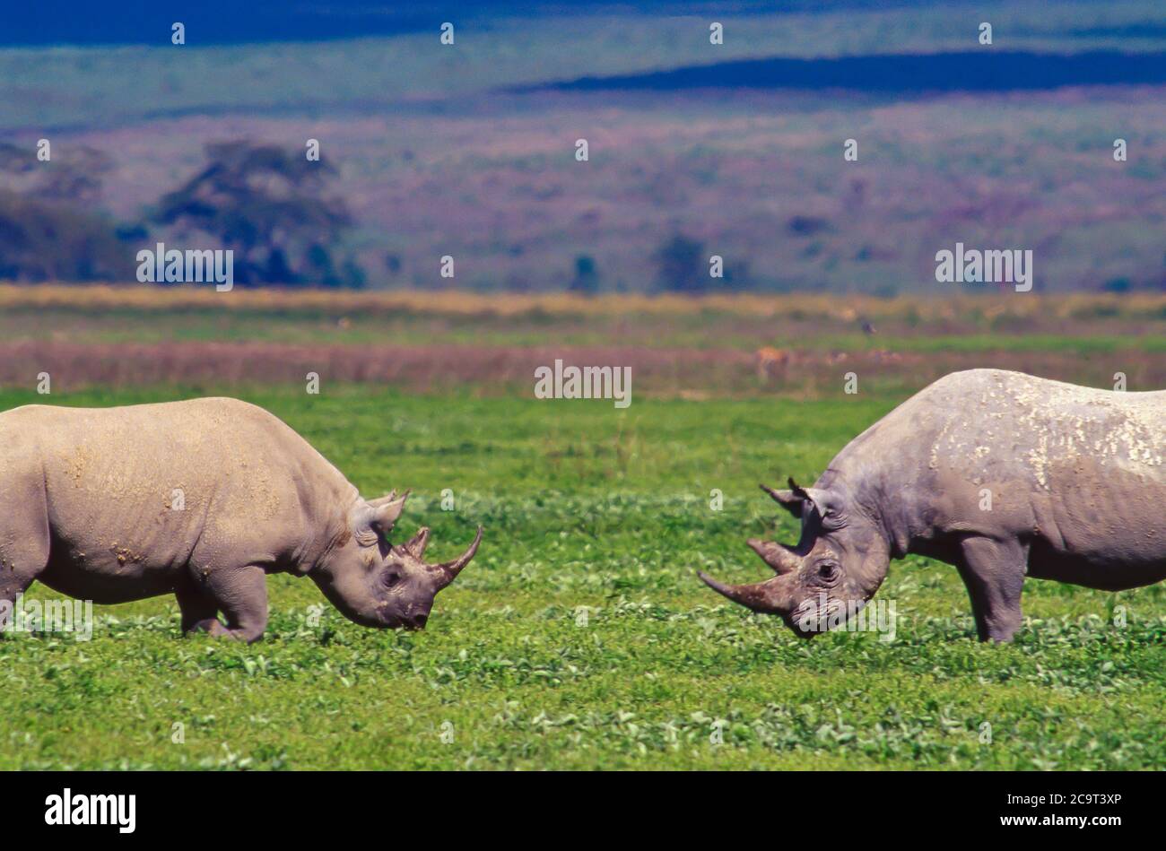 Black rhino, Ngorongoro Crater, Tanzania; critically endangered species. Across the African continent black rhinos once numbered in hundreds of thousands. Today only 4000 or less survive in the wild. Stock Photo