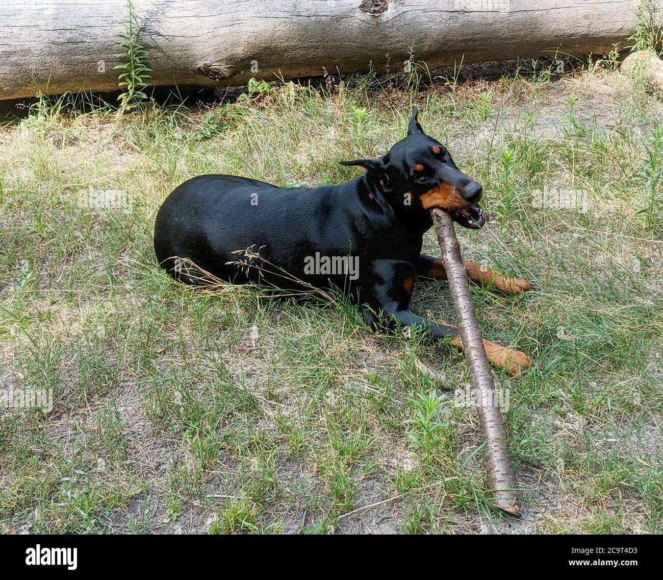 Doberman Pinscher dog playing with wooden log in forest on a summer day Stock Photo