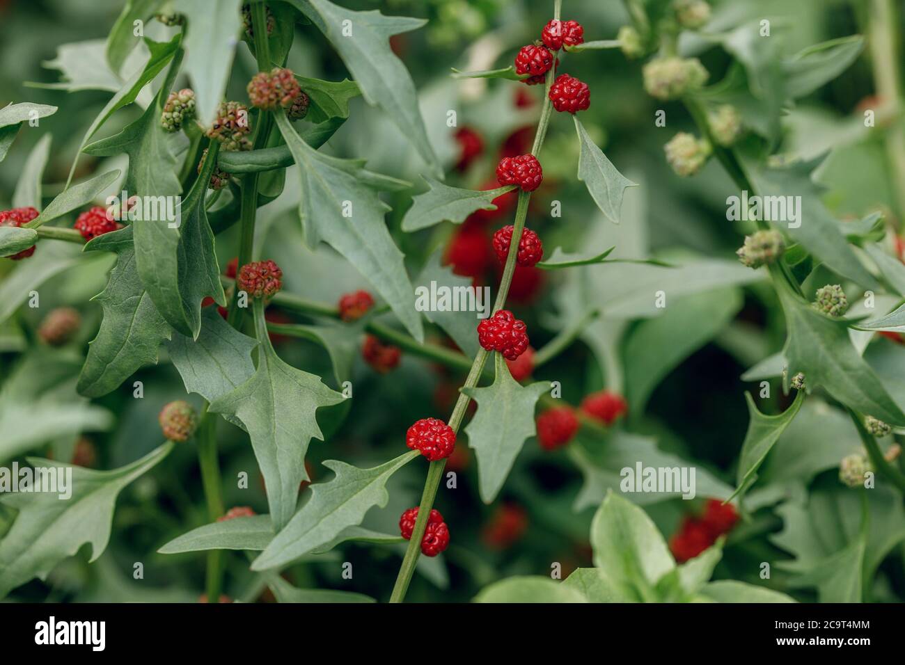 Ripe red berrises of Blitum virgatum Chenopodium foliosum, closeup Stock Photo