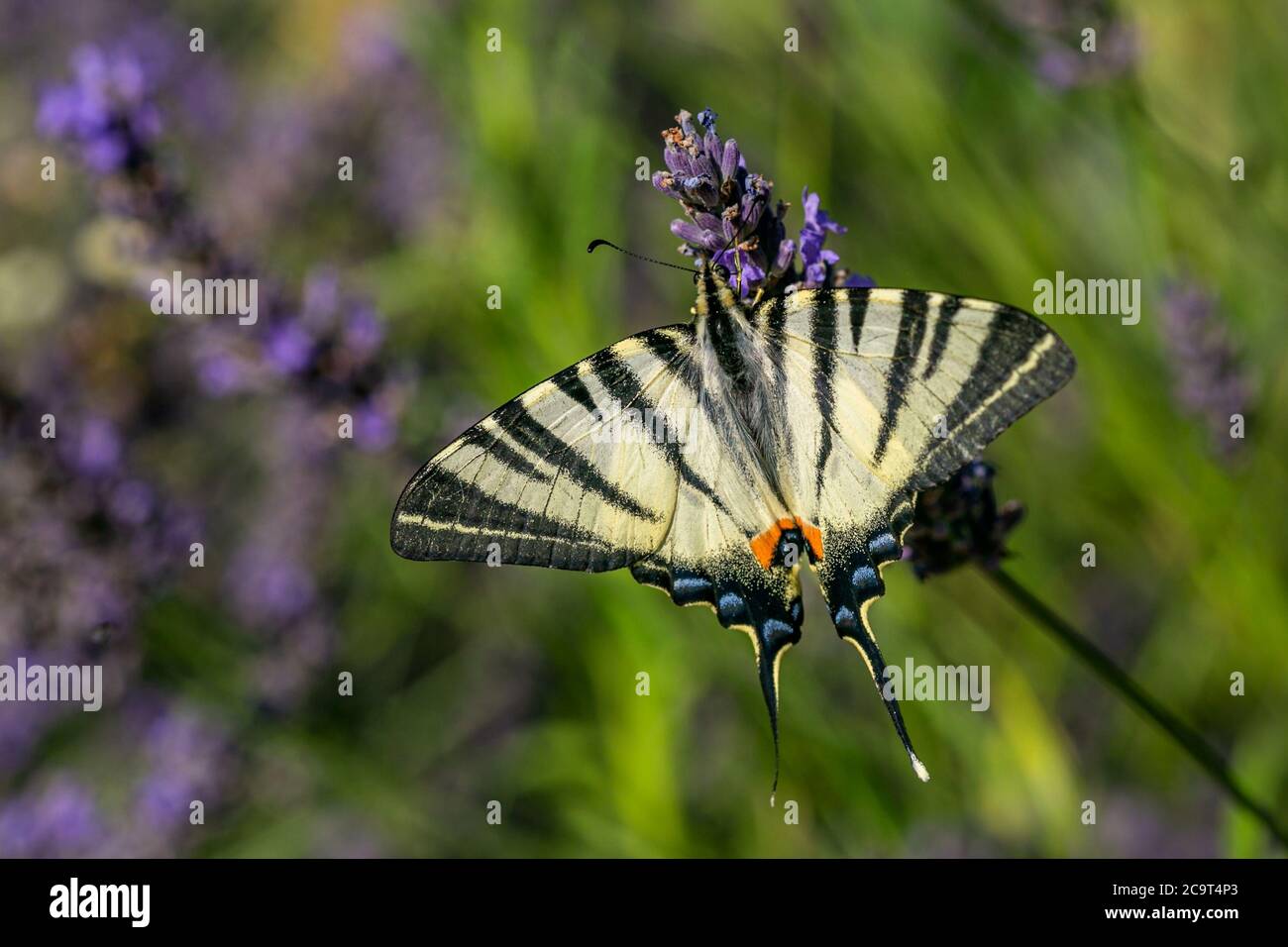 Large yellow scarce swallowtail butterfly with black stripes and its wings spread sitting on lavender flower sucking on nectar on a sunny summer day. Stock Photo